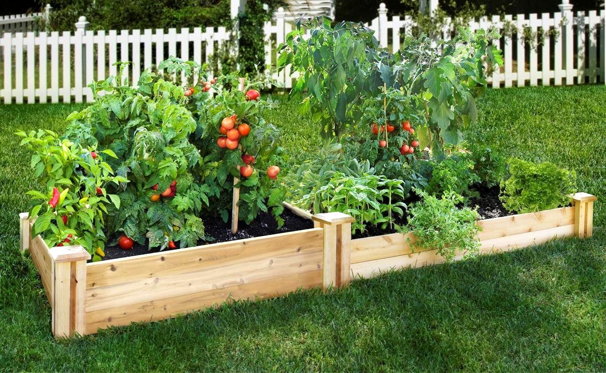 Useful Gardening Insights For Beginners